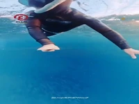 نجات معجزهآسای غواص زن از دهان نهنگ عظیمالجثه