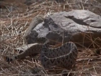 مرغ منشی در مقابل مار زنگی