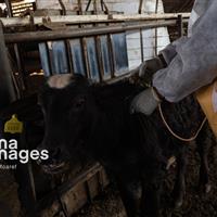 اقدامات پیشگیرانه راه مقابله با سویه جدید تب برفکی در زنجان است