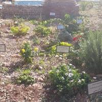 مرکز حفظ ذخایر ژنتیکی گیاهی و چوبی در استان ایلام راه‌اندازی شد