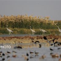 مهمانان گاوخونی و بختگان راهی میقان شدند/افزایش فشار بر منابع غذایی تالاب