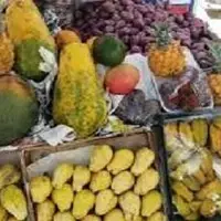 تولید سالانه ۲۹۷ هزار تن میوه‌ گرمسیری در سیستان و بلوچستان