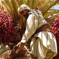 عکس/ آیین هامین؛ سنتی ماندگار از همدلی نخلداران سیستان و بلوچستان