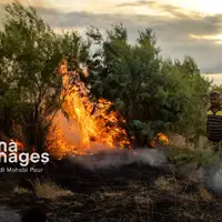 عامل آتش‌سوزی در تالاب بیشه‌دالان بروجرد دستگیر شد