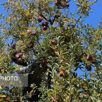 برداشت سیب از باغات مراغه