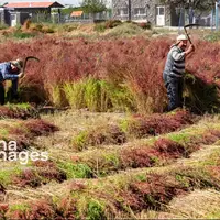 جاروی سنتی قَرامَلِک در دستان بانوان خانهدار تبریز