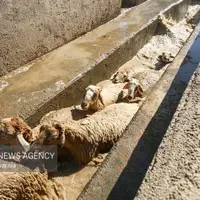 میدان دام جدید تبریز در آستانه بهرهبرداری