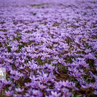 کشت هوشمند در اردبیل، زعفران کم آببر رکورد میزند