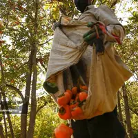 فصل شیرین خرمالوی سرخ باغ‌های شیراز