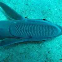 فیلم نادری از موج‌سواری ماهی رمورا بر نهنگ‌های گوژپشت