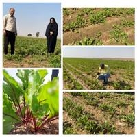 افزایش کشت محصول چغندر لبویی در شهرستان دهلران