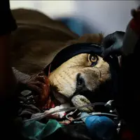 انجام کار دندانپزشکی بر روی یک شیر در آرژانتین