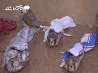 فیلم/ باند قاچاق پرندگان شکاری در شیراز منهدم شد