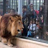 واکنش محیط زیست به تخلف تکراری باغ‌وحش نیر