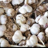 ۴۵۰ هکتار از اراضی شهرستان طارم زیر کشت سیر رفت