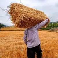 کشاورزی لرستان زیر چتر بیمه؛ ۲۶۸۲ میلیارد ریال غرامت پرداخت میشود