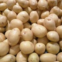 برداشت سیبزمینی بذری در چرداول آغاز شد