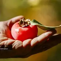 برداشت خرمالو از باغهای شیراز