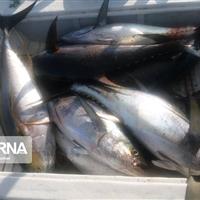 صدور پروانه عادی صید ماهی با قلاب در رودخانه طالقان