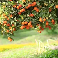 هفت اشتباه باغدار مرکبات