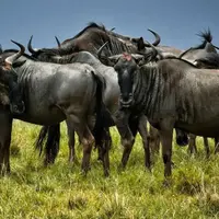 گوزن یالدار؛ مهاجرت بزرگ، با حرکت دایره‌وار