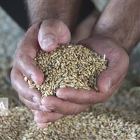 حدود یکهزار تن بذر برای کشت پاییزه شیروان خراسان‌شمالی تامین شد