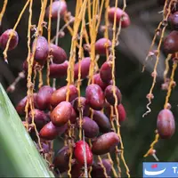 تصاویری از نخلستان‌های خور و بیابانک