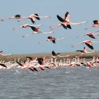 کوچ پاییزی در لرستان؛ میهمانی که نیاز به مراقبت دارد