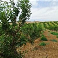 پژوهشگر وزارت جهاد کشاورزی: انتخاب نهال باید متناسب با آب هوا باشد