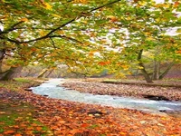 طبیعت پاییزی جنگل اسالم