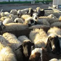 ۱۶۰ راس احشام قاچاق در مرز سردشت کشف شد