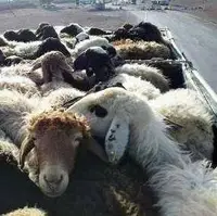 توقیف دو دستگاه کامیون حامل ۴۱۳ رأس دام قاچاق در ازنا