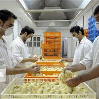 تولید یک میلیون و ۷۸۰ هزار جوجه یک روزه در خمین