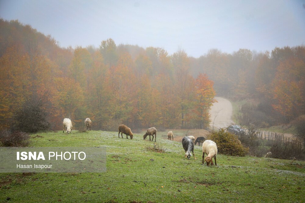 سوادکوه؛ مقصدی برای تماشای زودترین پاییز شمال
