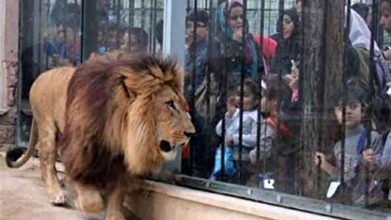 واکنش محیط زیست به تخلف تکراری باغوحش نیر