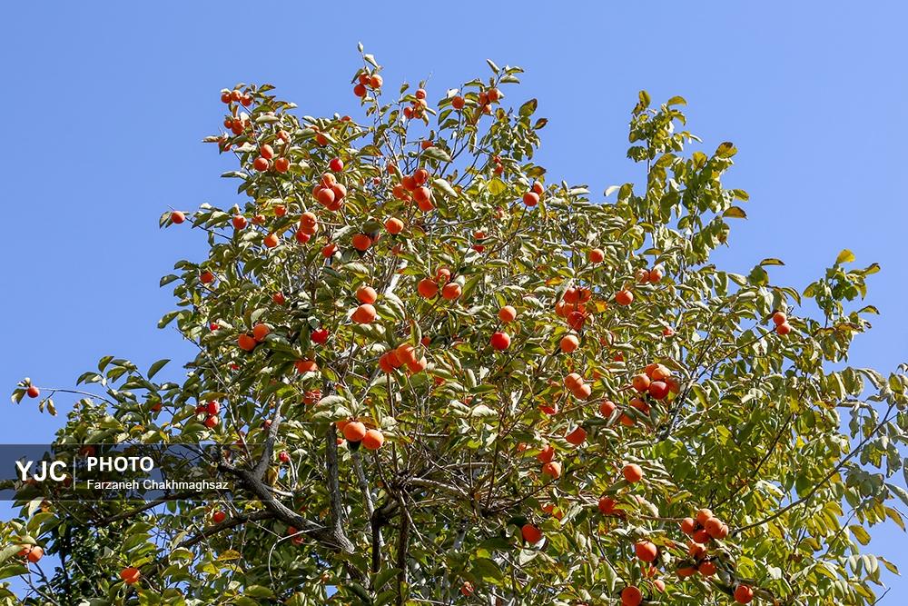 فصل شیرین خرمالوی سرخ باغ‌های شیراز