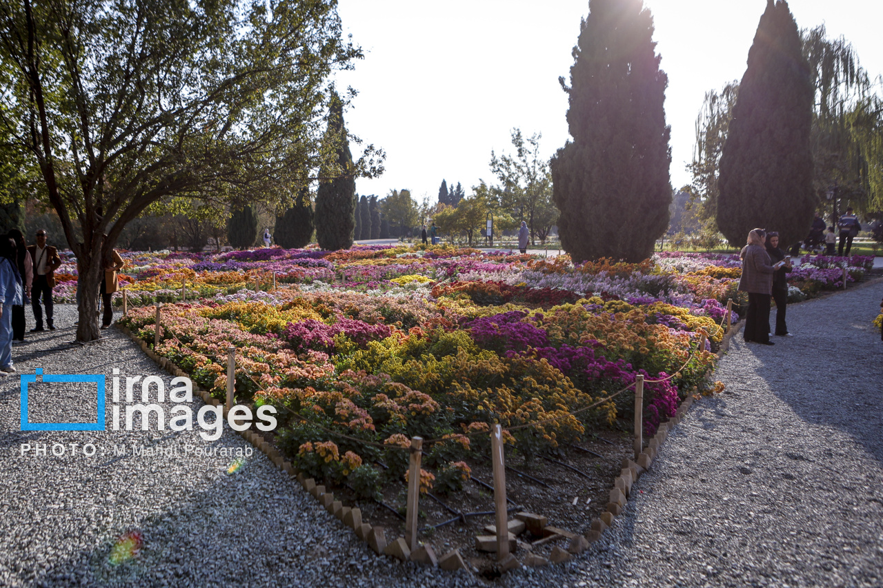 جشنواره گل‌های داوودی