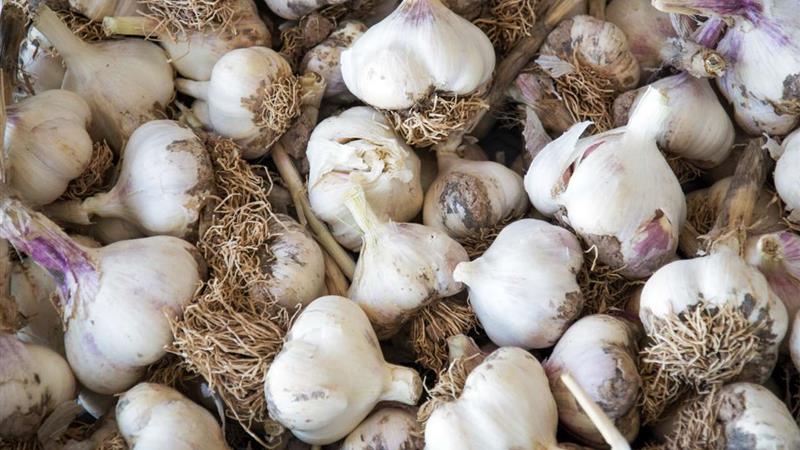 ۴۵۰ هکتار از اراضی شهرستان طارم زیر کشت سیر رفت