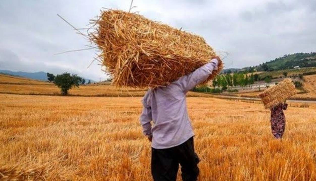کشاورزی لرستان زیر چتر بیمه؛ ۲۶۸۲ میلیارد ریال غرامت پرداخت میشود