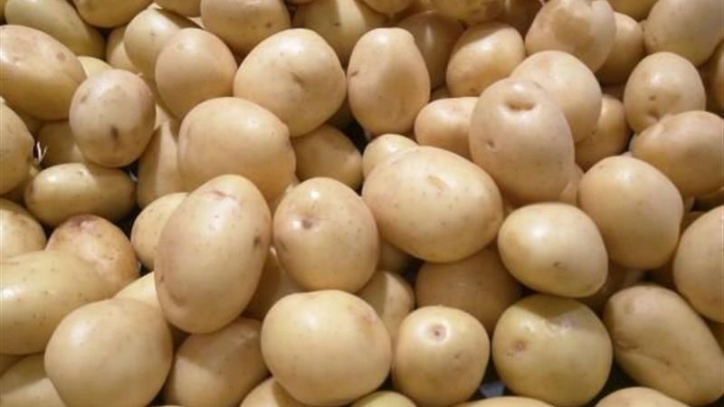 برداشت سیبزمینی بذری در چرداول آغاز شد