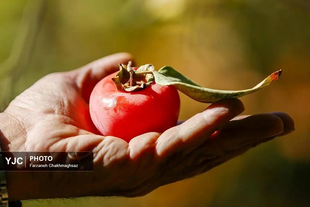 برداشت خرمالو از باغ‌های شیراز