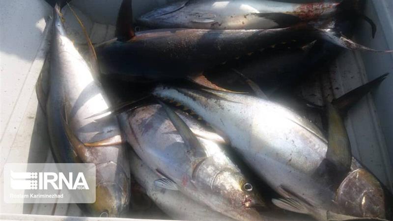 صدور پروانه عادی صید ماهی با قلاب در رودخانه طالقان