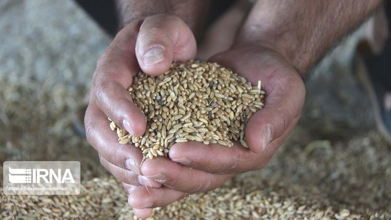 حدود یکهزار تن بذر برای کشت پاییزه شیروان خراسانشمالی تامین شد