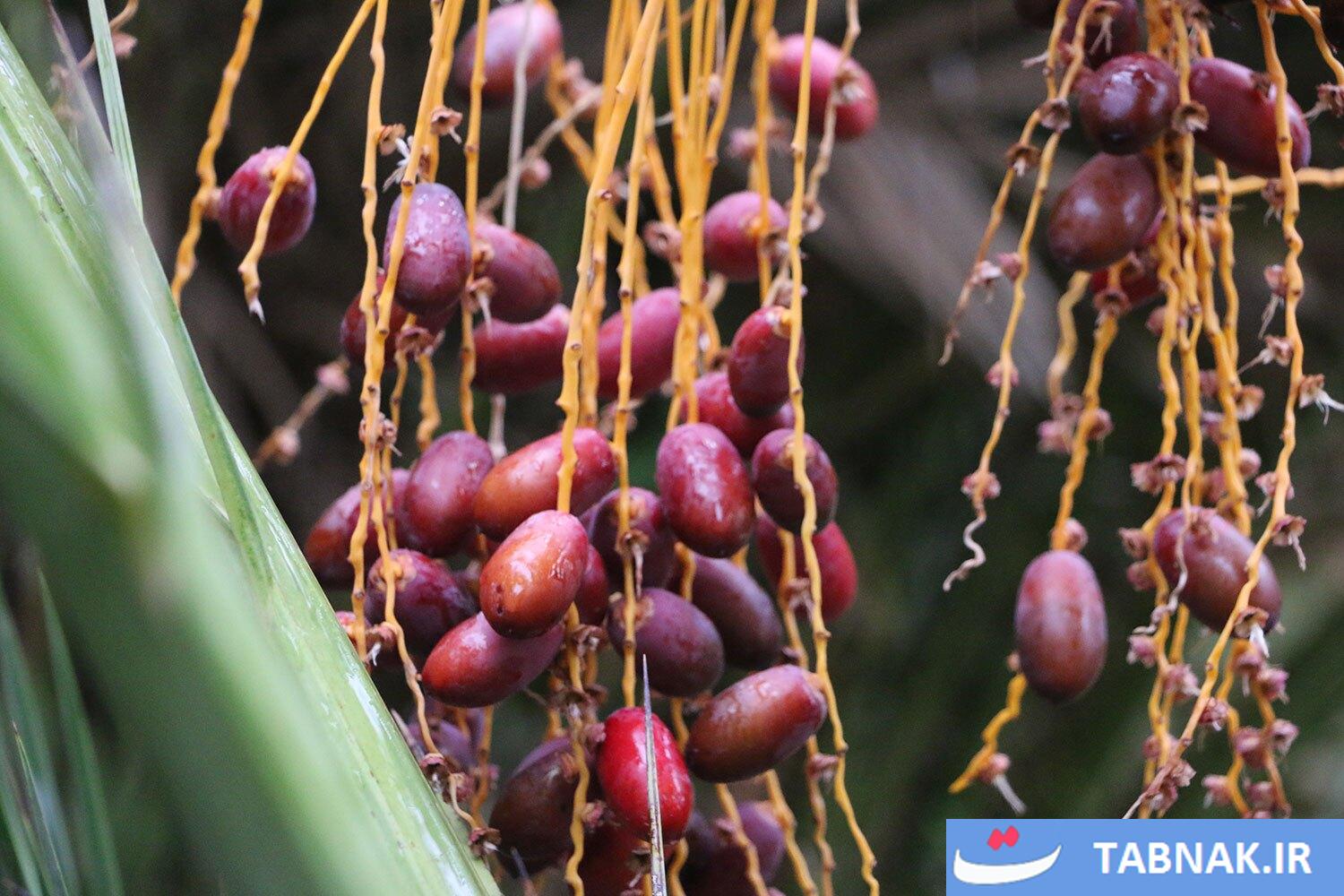 تصاویری از نخلستانهای خور و بیابانک