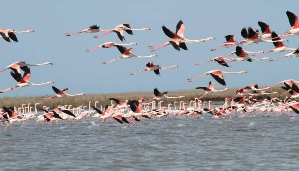کوچ پاییزی در لرستان؛ میهمانی که نیاز به مراقبت دارد