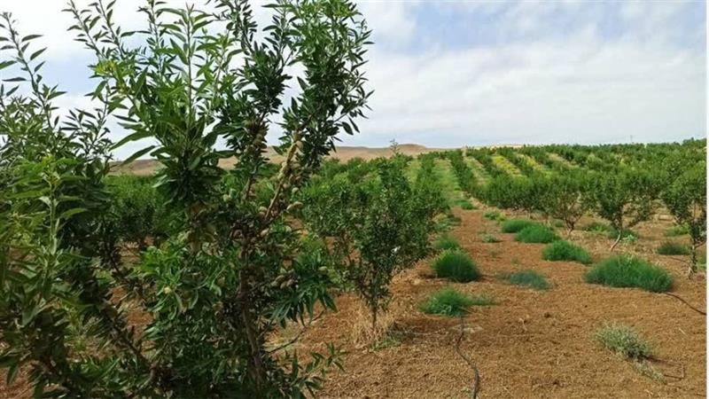 پژوهشگر وزارت جهاد کشاورزی: انتخاب نهال باید متناسب با آب هوا باشد