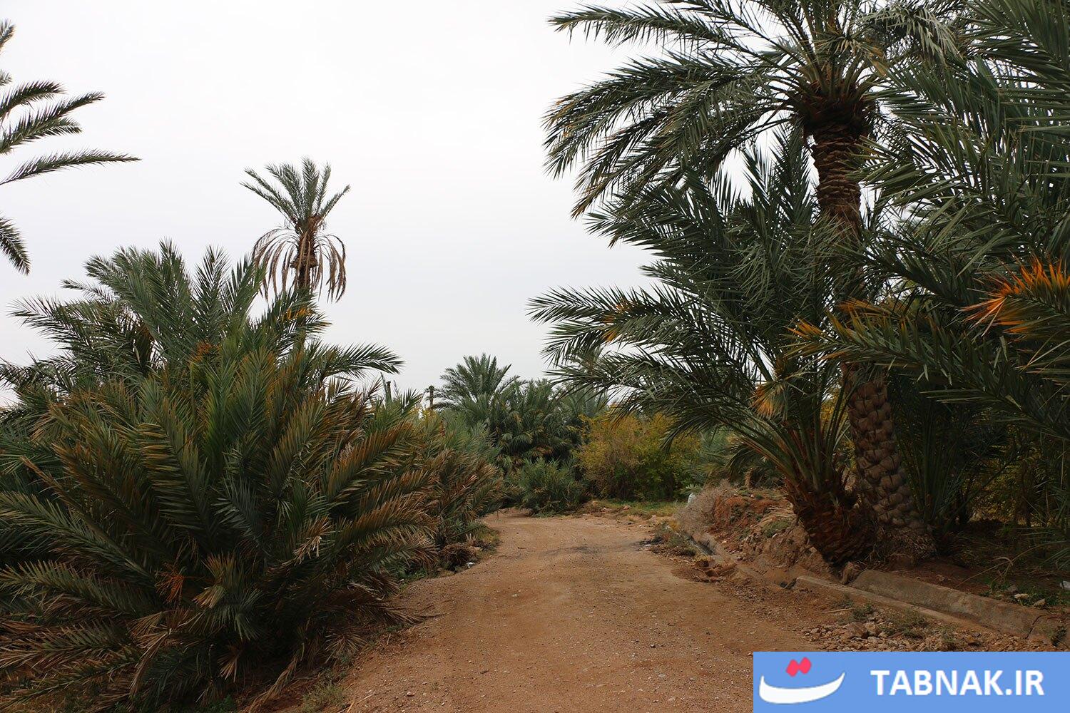 تصاویری از نخلستانهای خور و بیابانک
