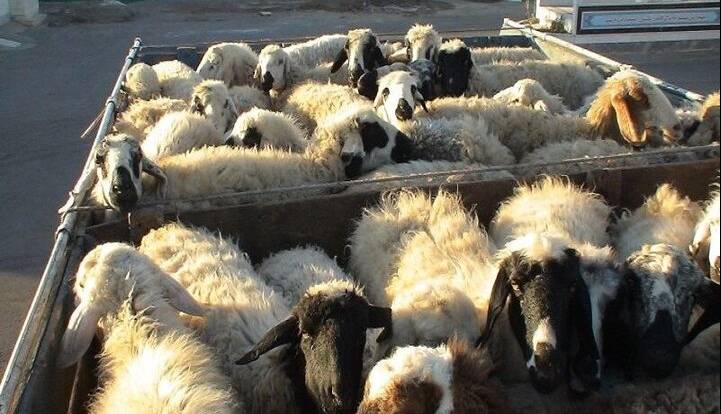 ۱۶۰ راس احشام قاچاق در مرز سردشت کشف شد