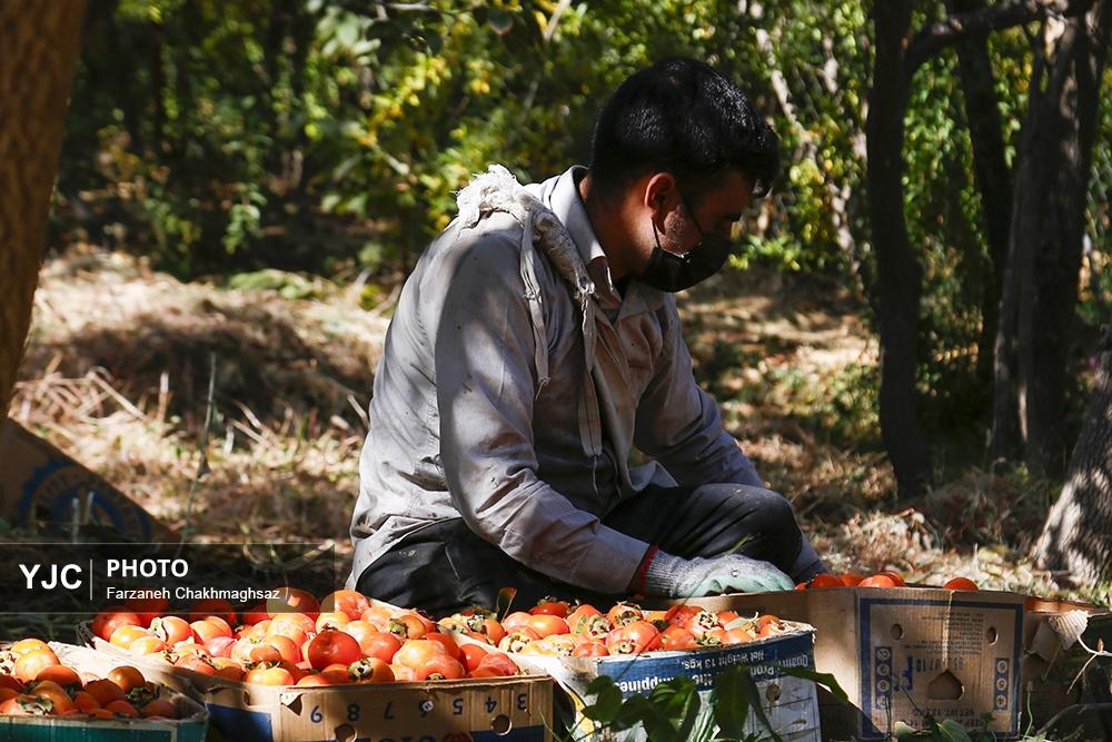 فصل شیرین خرمالوی سرخ باغ‌های شیراز