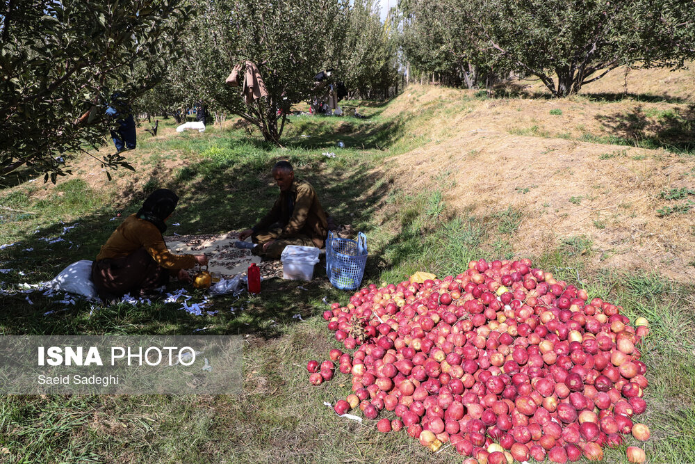 برداشت سیب از باغات مراغه
